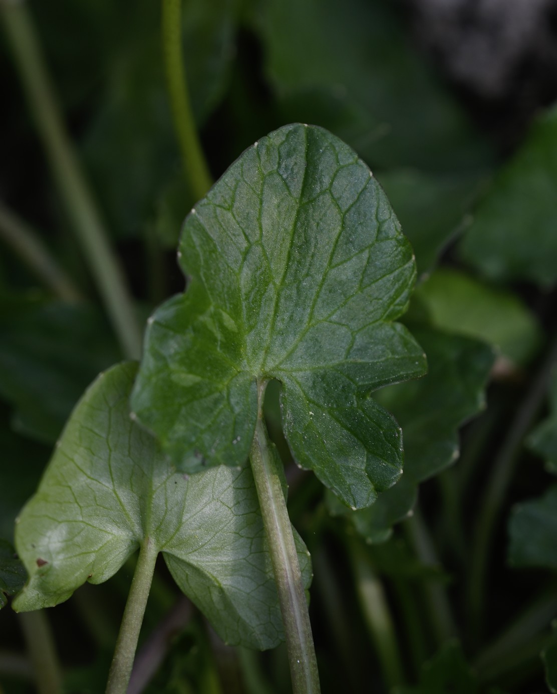 Annexe ficaire feulle.jpg