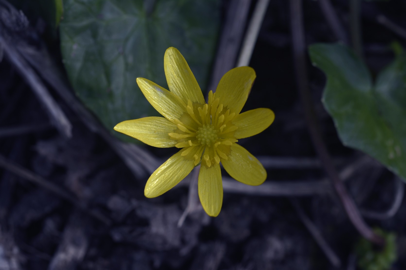 Annexe ficaire_fleur.JPG