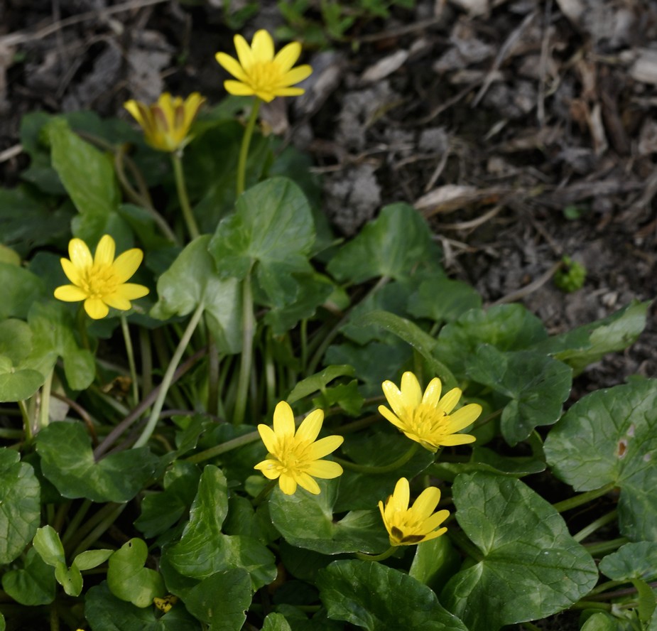 Annexe ficaire_general.JPG