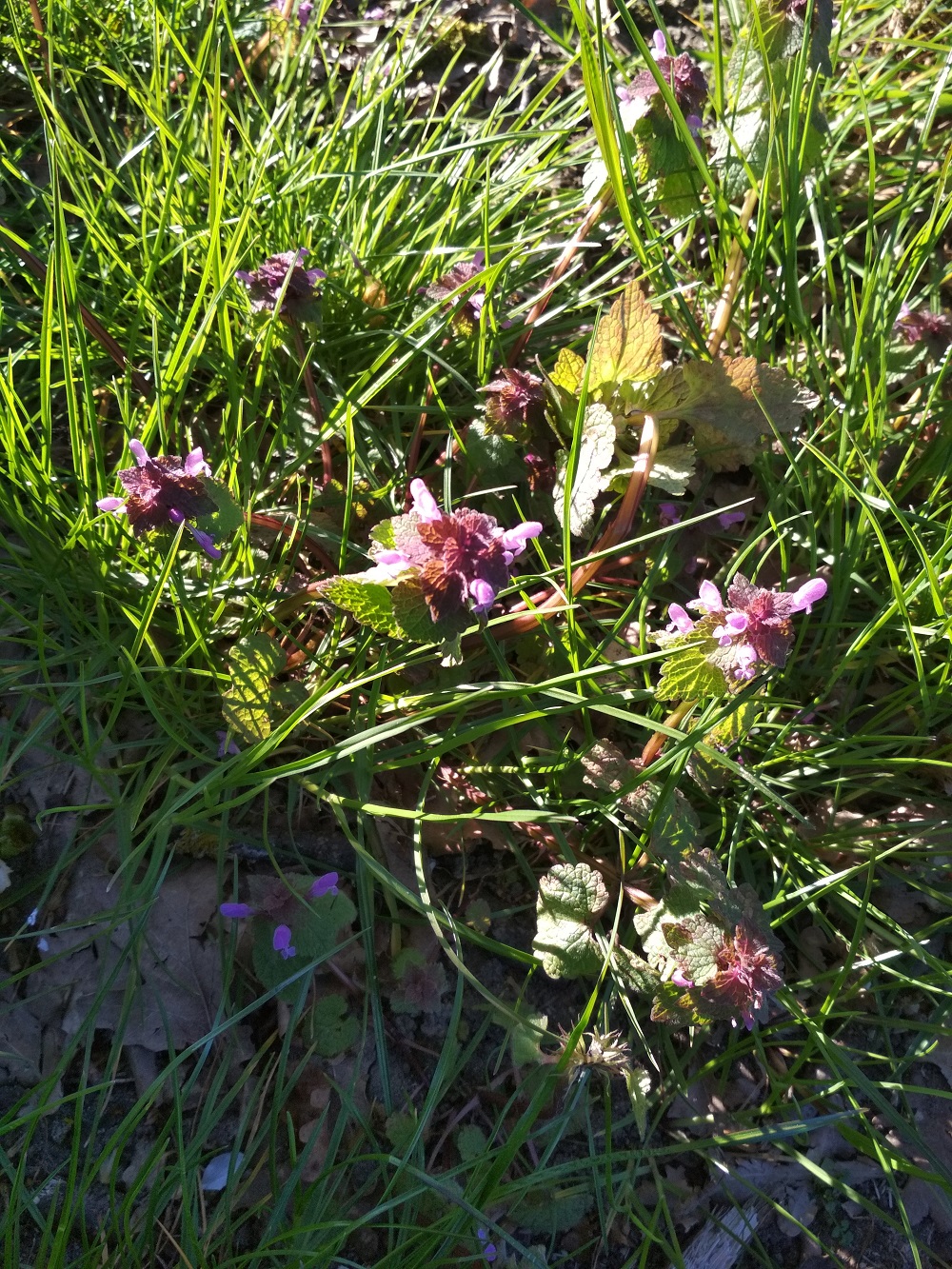 Annexe IMG_20200330_092849.jpg