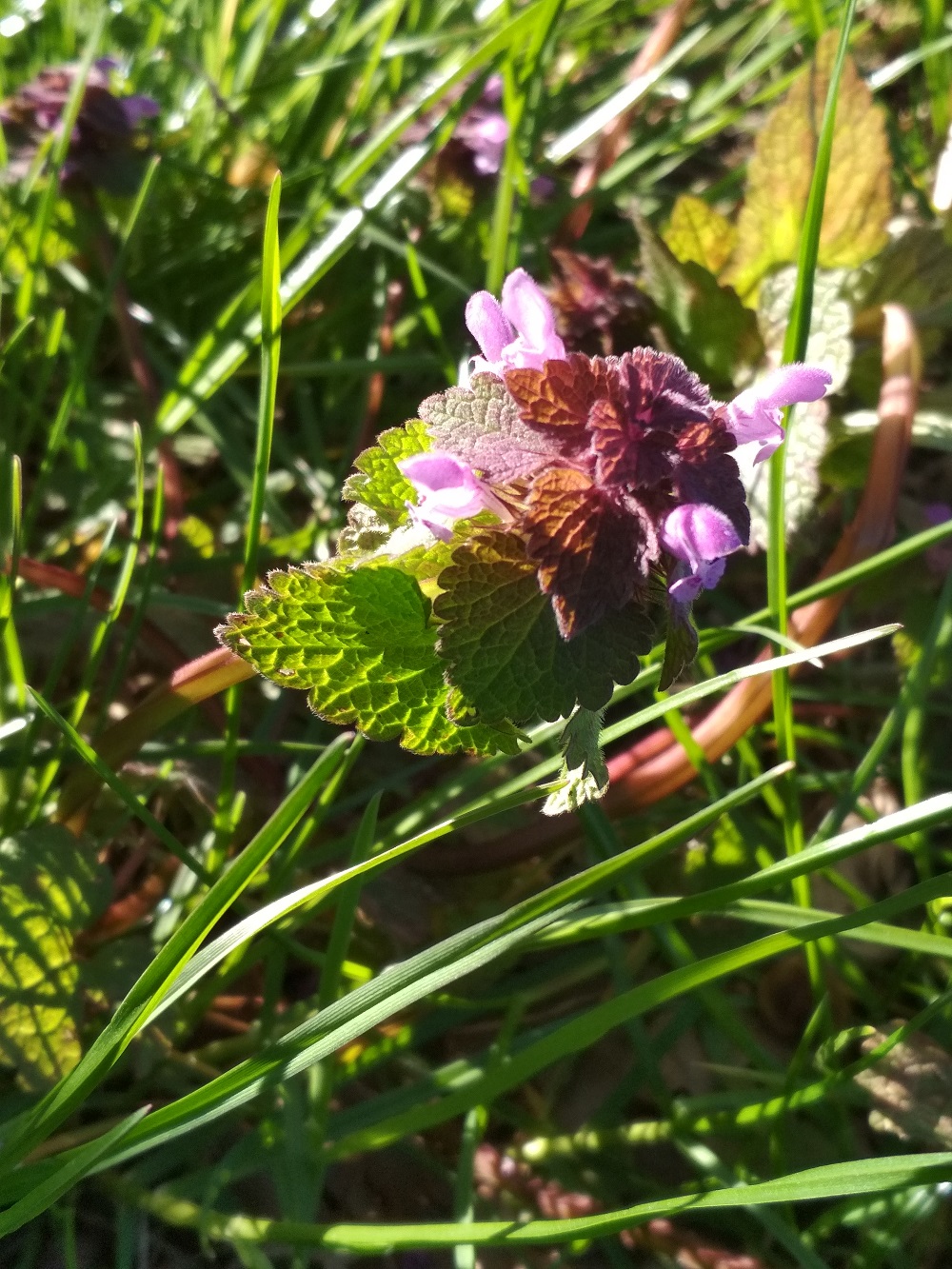 Annexe IMG_20200330_092855.jpg