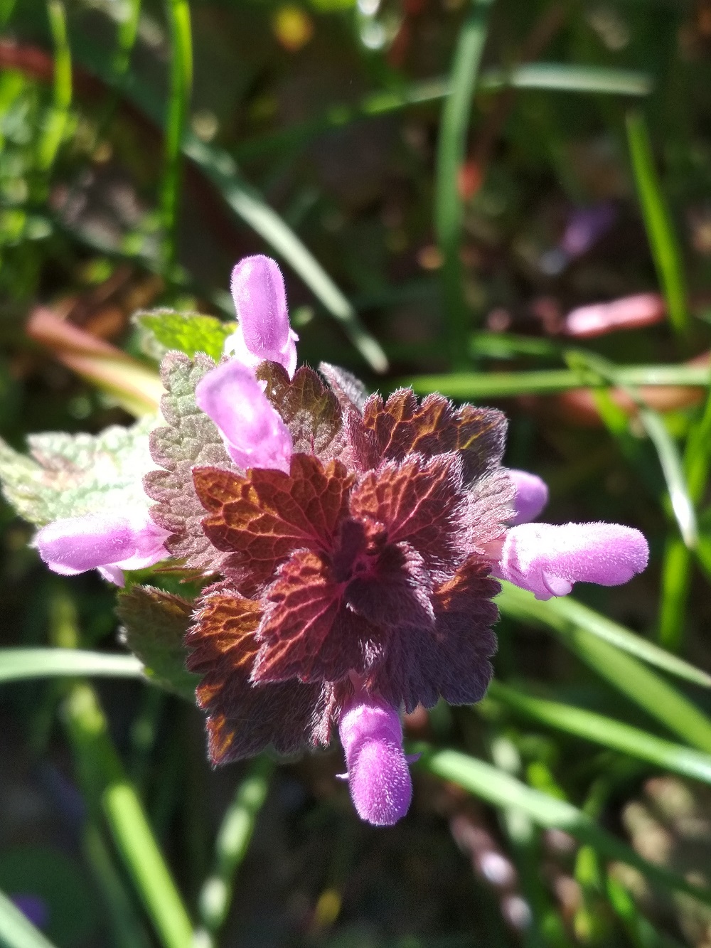 Annexe IMG_20200330_092904.jpg