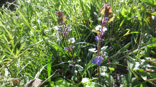 Annexe glechoma hederacea - ensemble.JPG