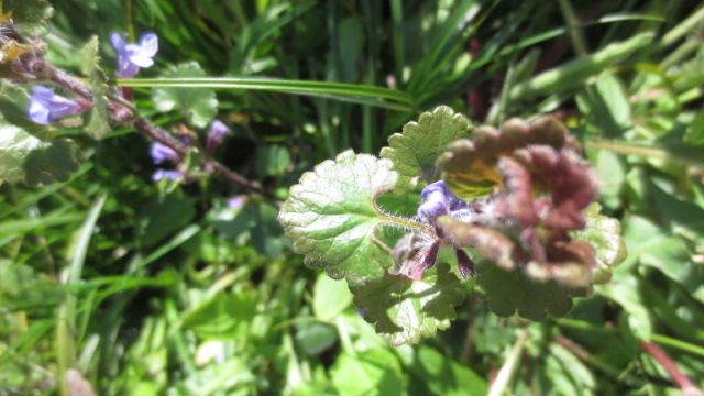 Annexe glechoma hederacea - feuille.JPG