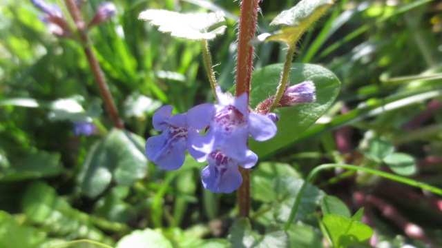 Annexe glechoma hederacea - fleur.JPG