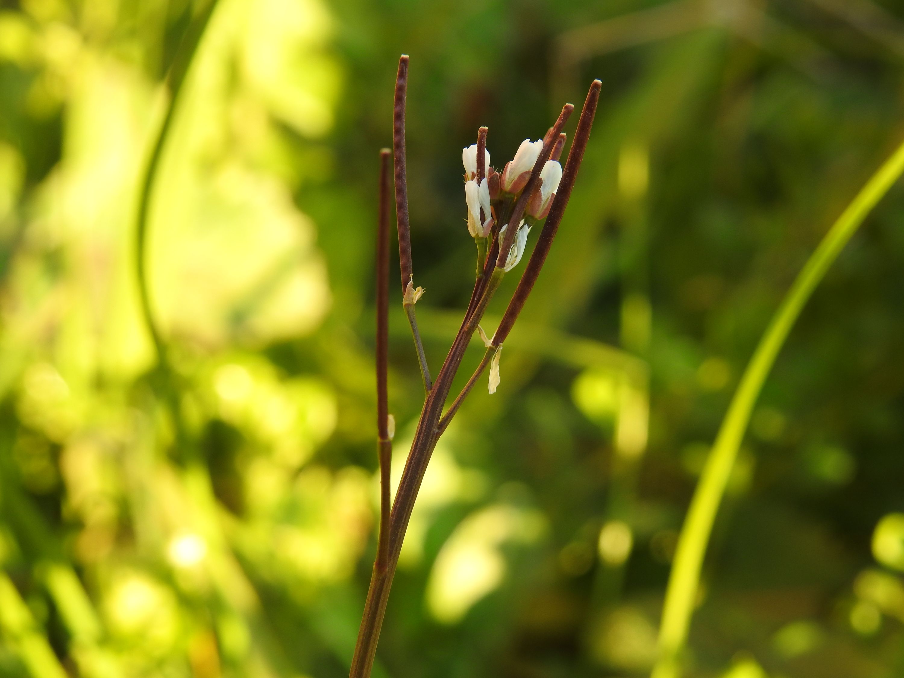Annexe Fleurs fruits.JPG
