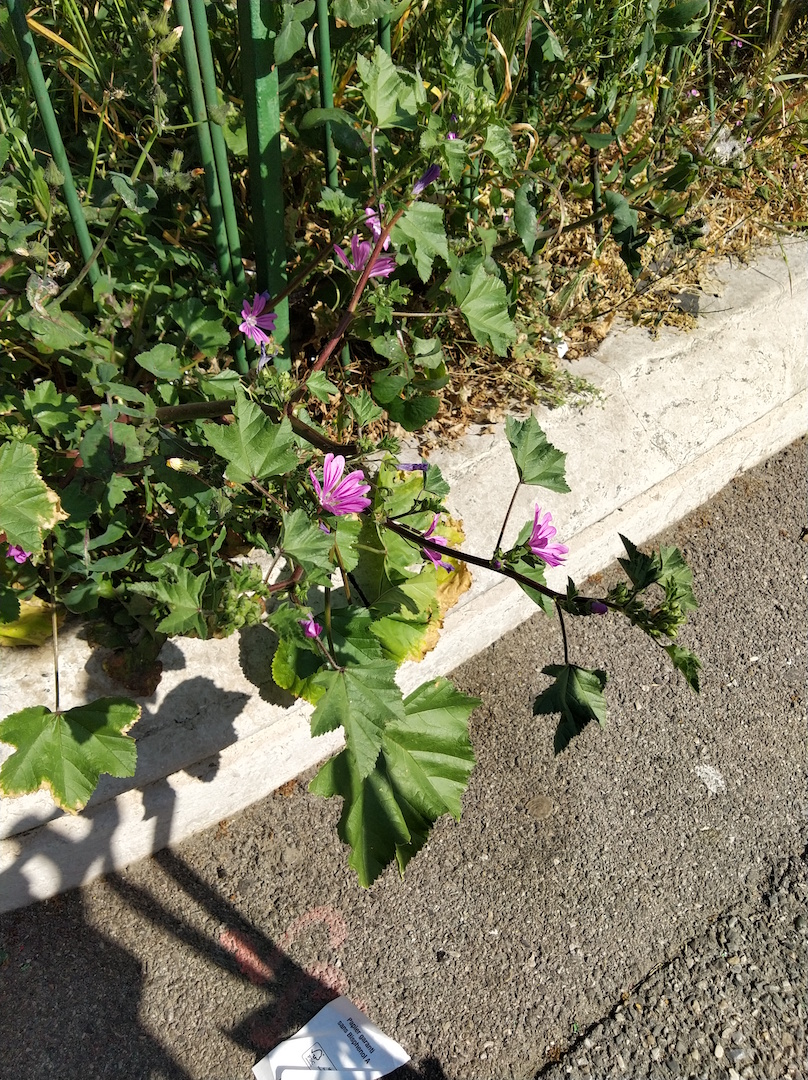 Annexe Grande Mauve 1.jpg