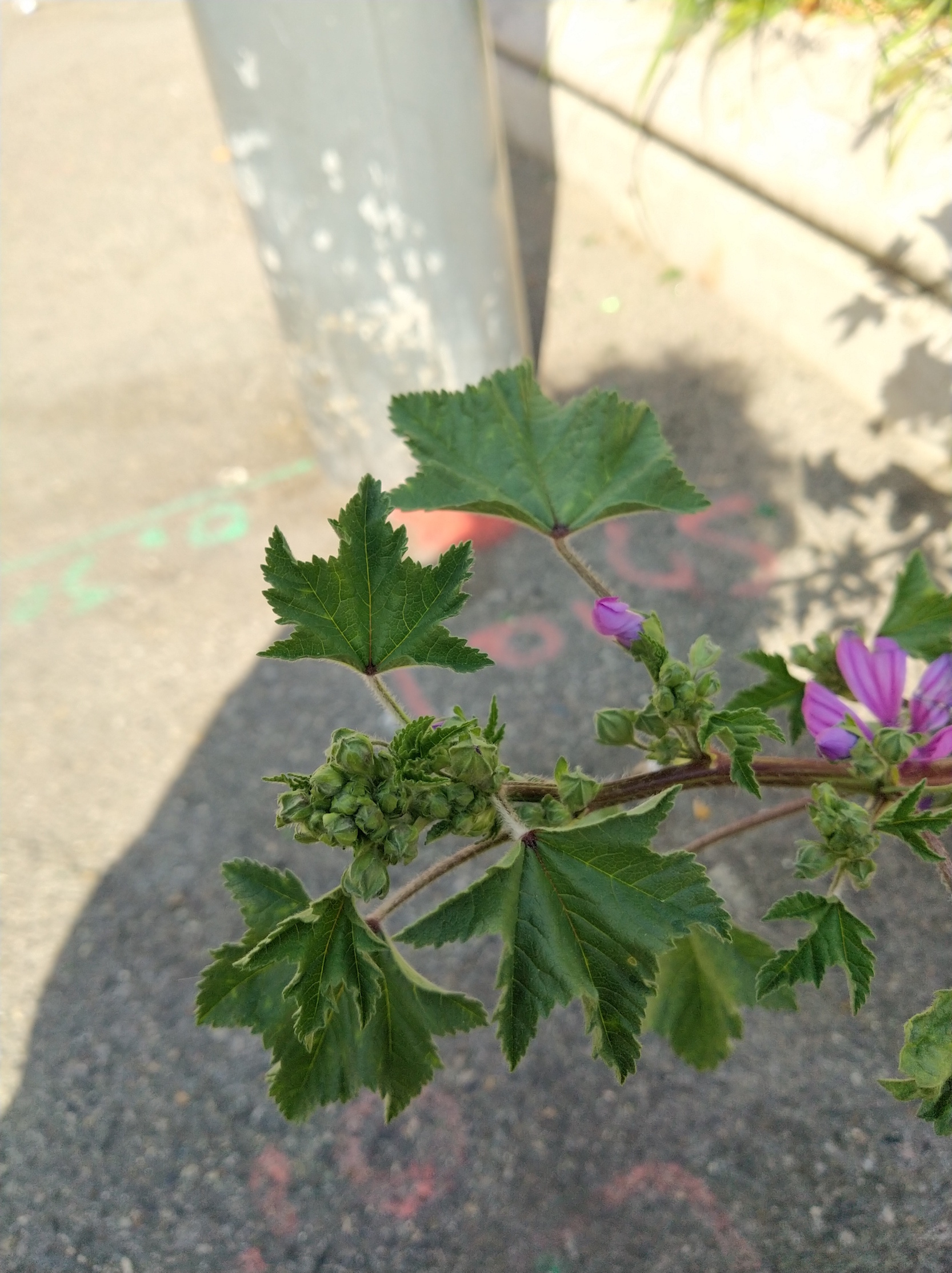 Annexe Grande Mauve 2.jpg