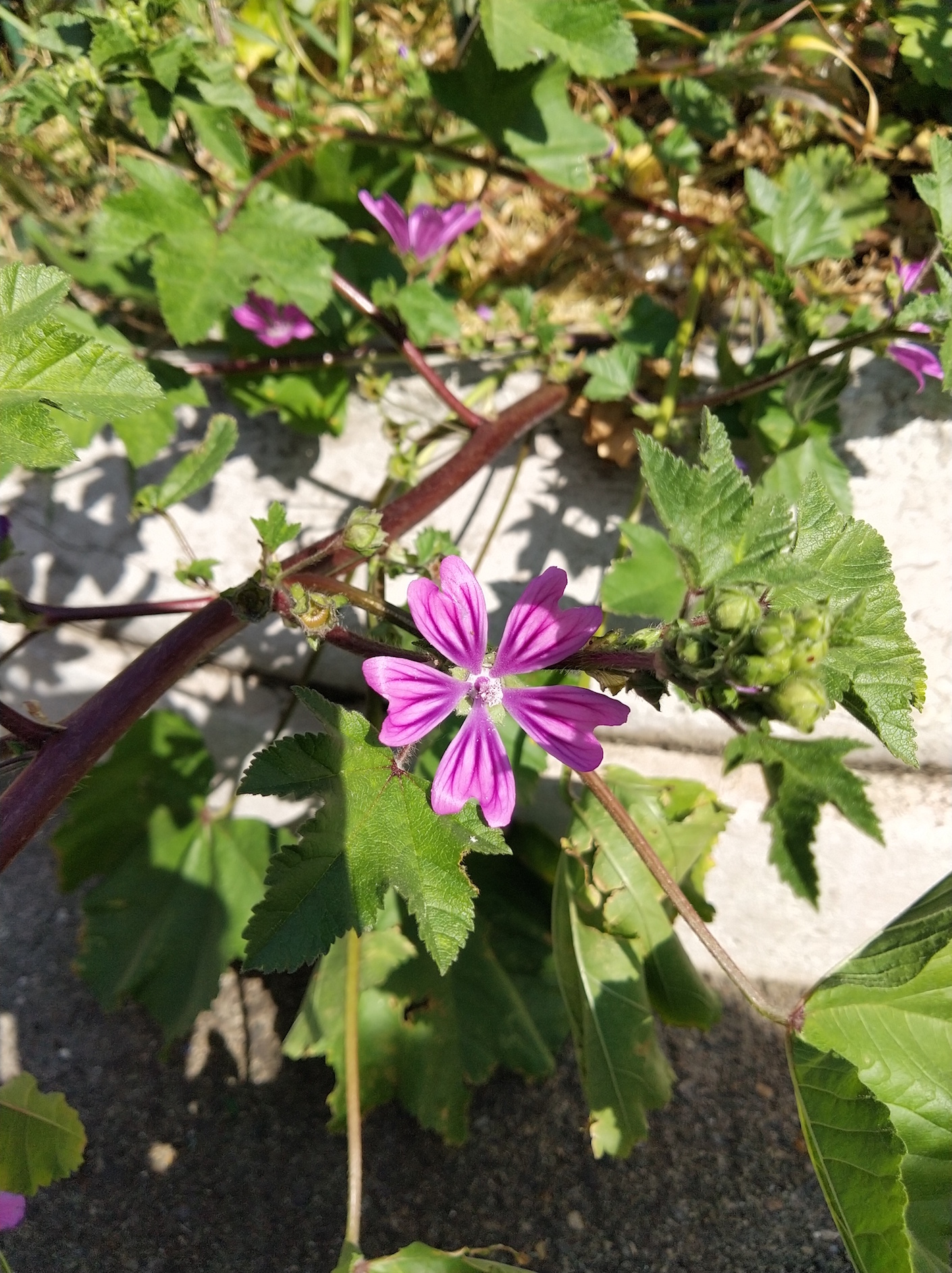 Annexe Grande Mauve 3.jpg