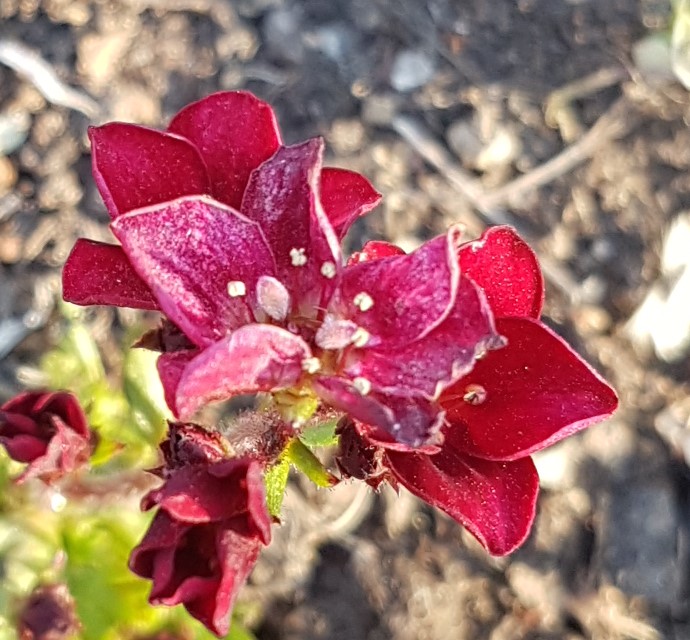 Annexe Gros plan fleur .jpg