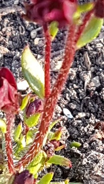 Annexe Tige poilue .jpg