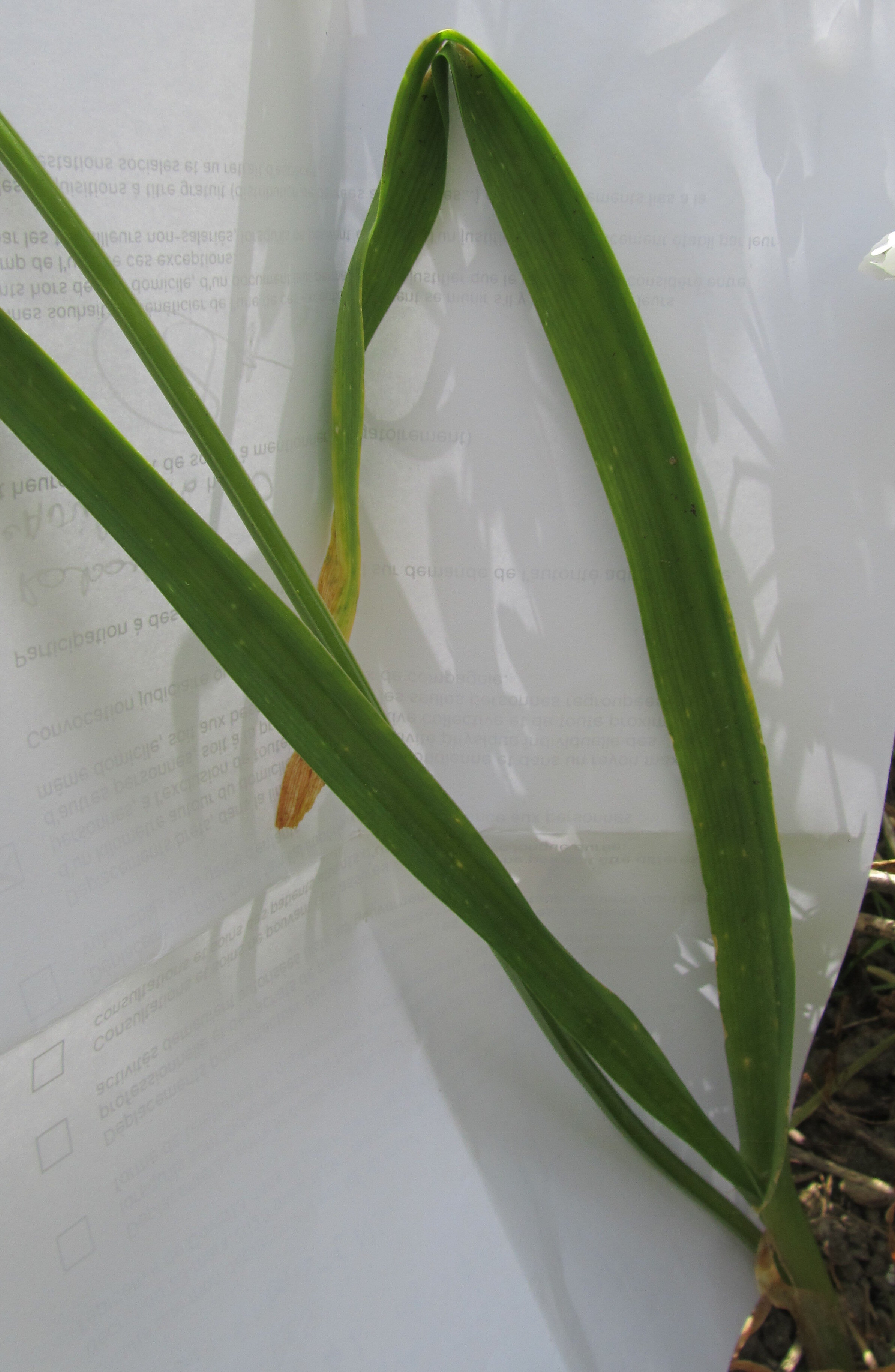 Annexe IMG_5810 a.jpg