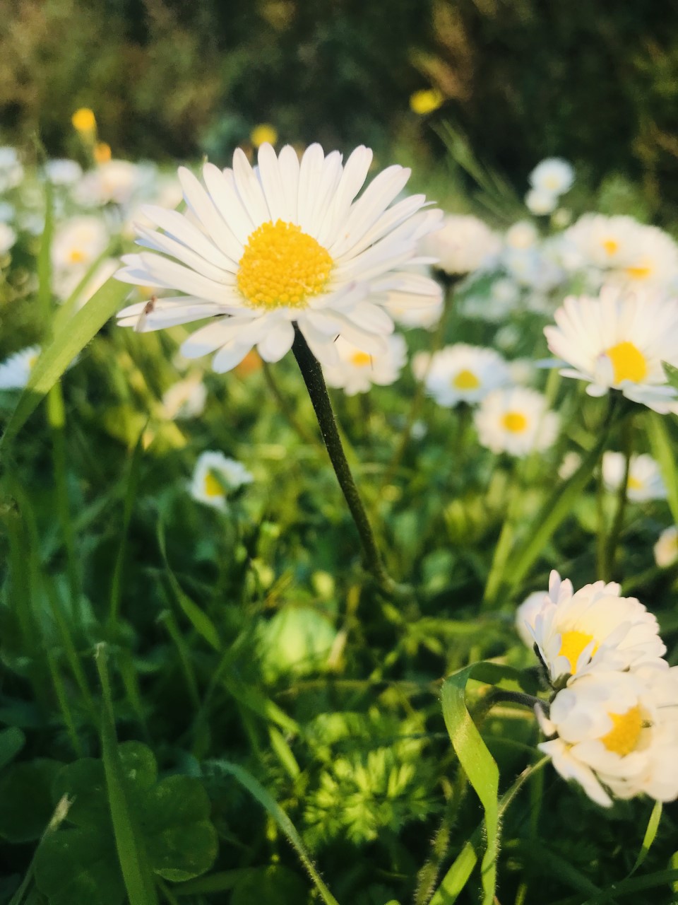 Annexe Ballis perennis