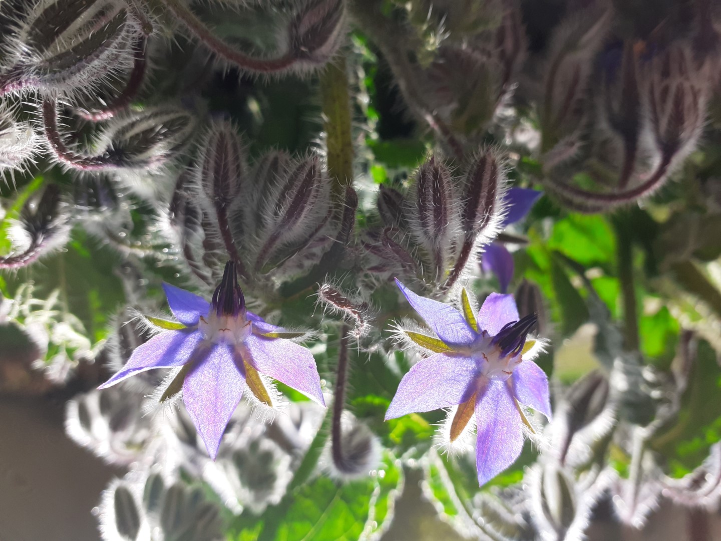 Annexe 20200331_121126 (Large).jpg