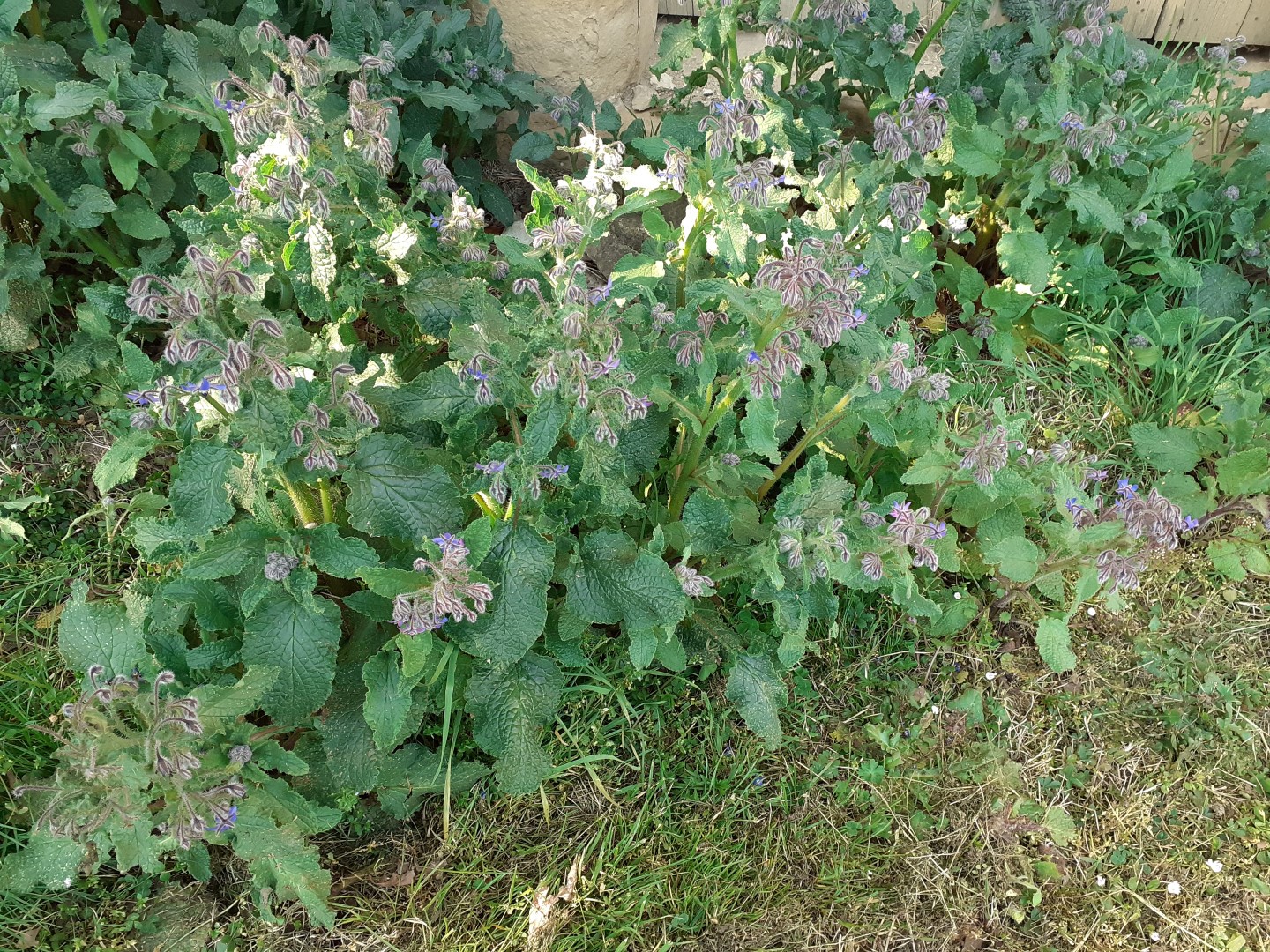 Annexe 20200331_171211 (Large).jpg