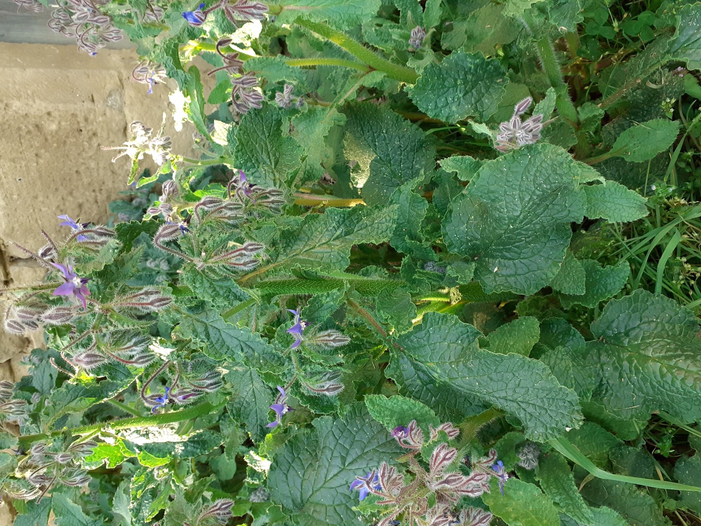 Annexe 20200331_171218 (Large).jpg