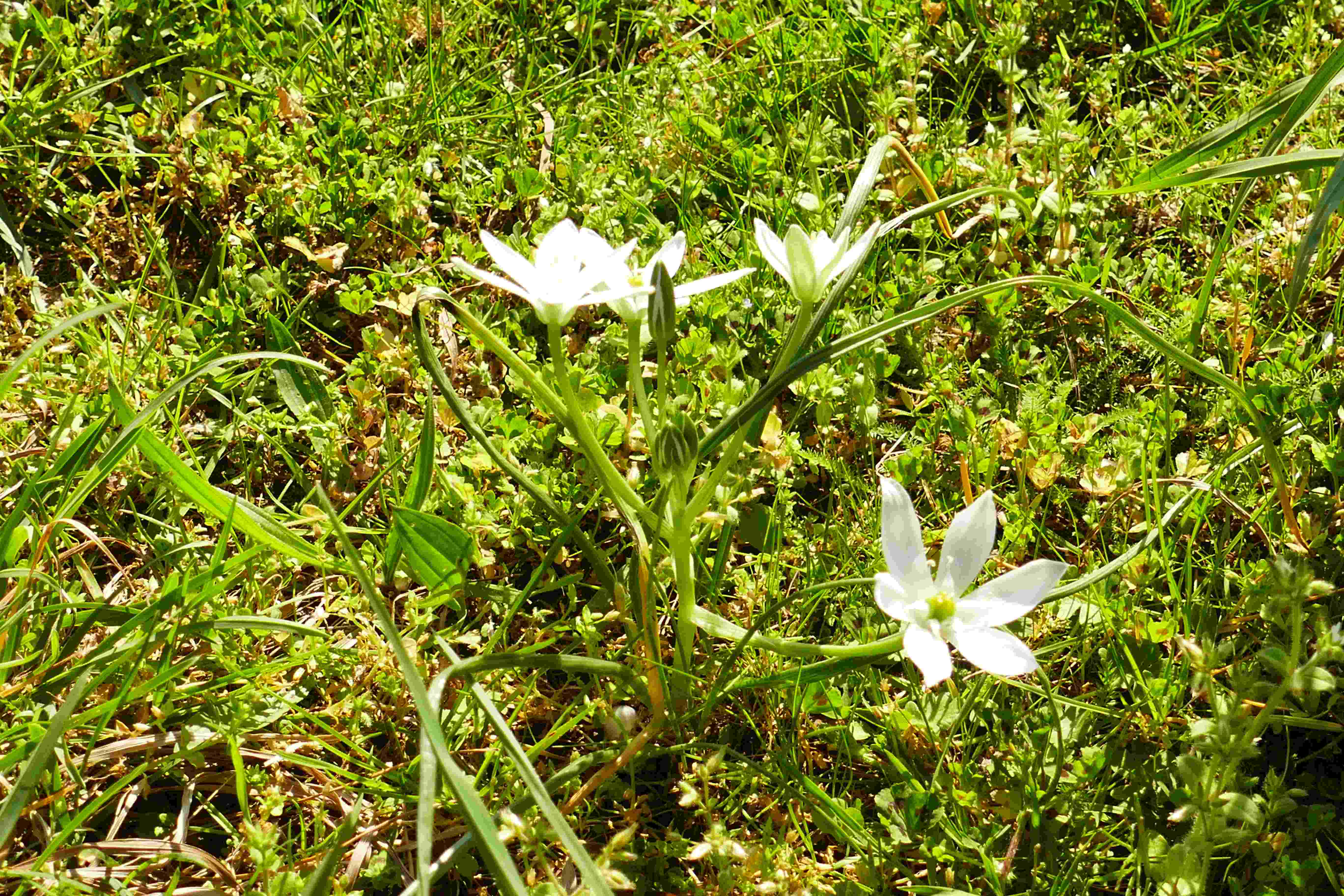 Annexe P1090087modifié (1).JPG