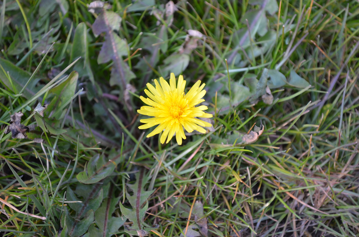 Annexe Pissenlit---Taraxacum-officinale-2-ConvertImage.jpg