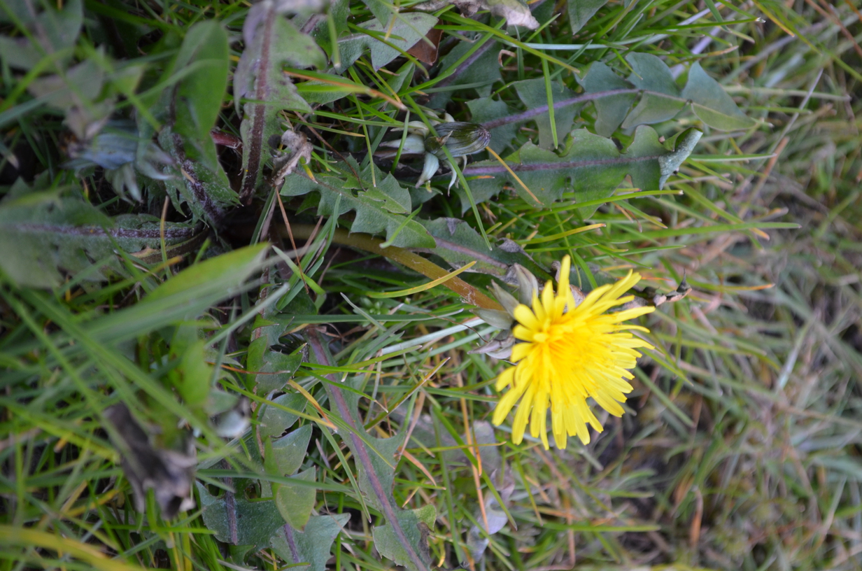 Annexe Pissenlit---Taraxacum-officinale-3-ConvertImage.jpg