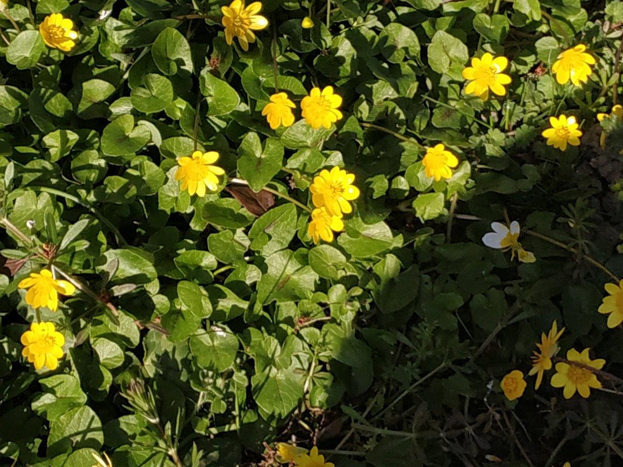 Annexe ALBIS_FICAIRE_1.jpg