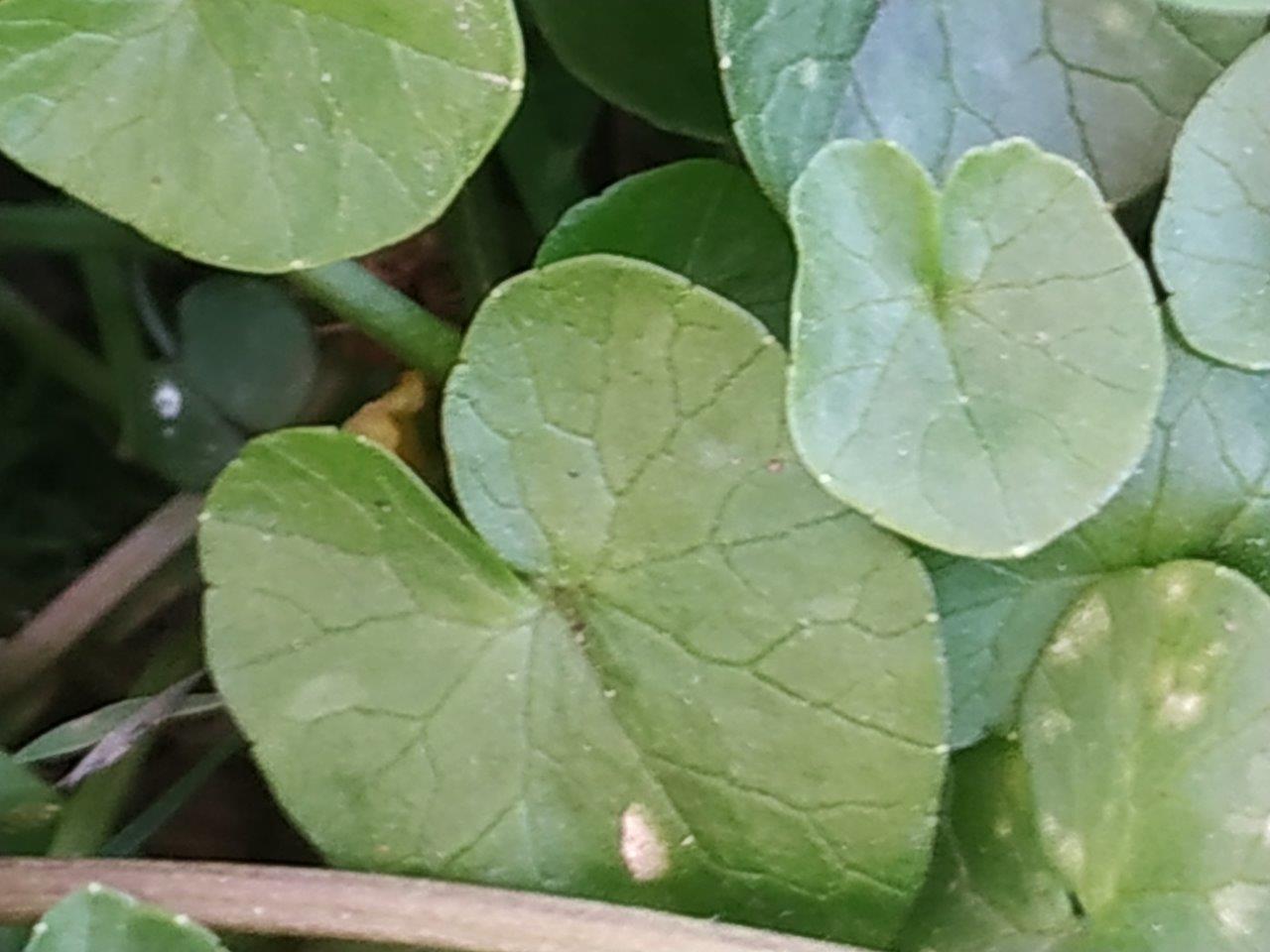 Annexe ALBIS_FICAIRE_5.jpg