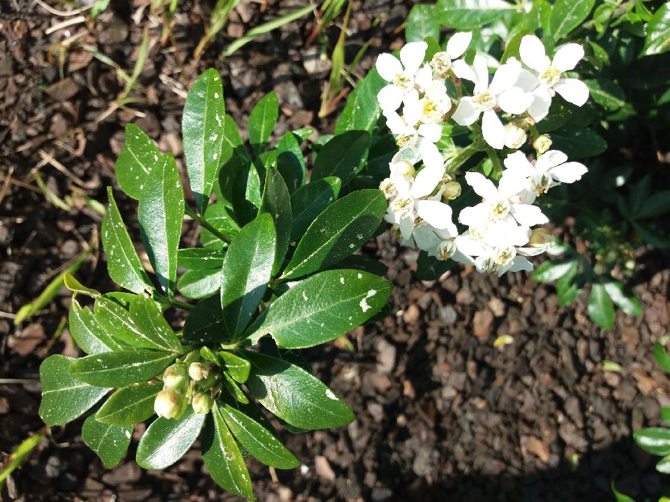 Annexe Oranger du Mexique-vue de pres.jpg