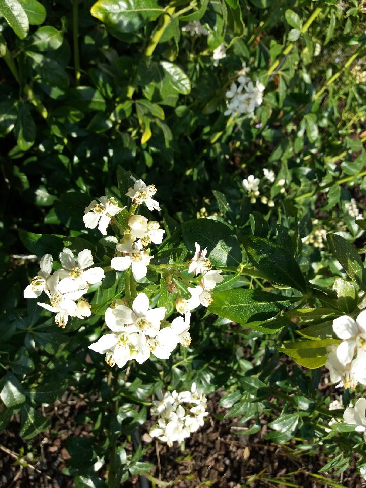 Annexe Oranger du Mexique-vue fleurs.jpg