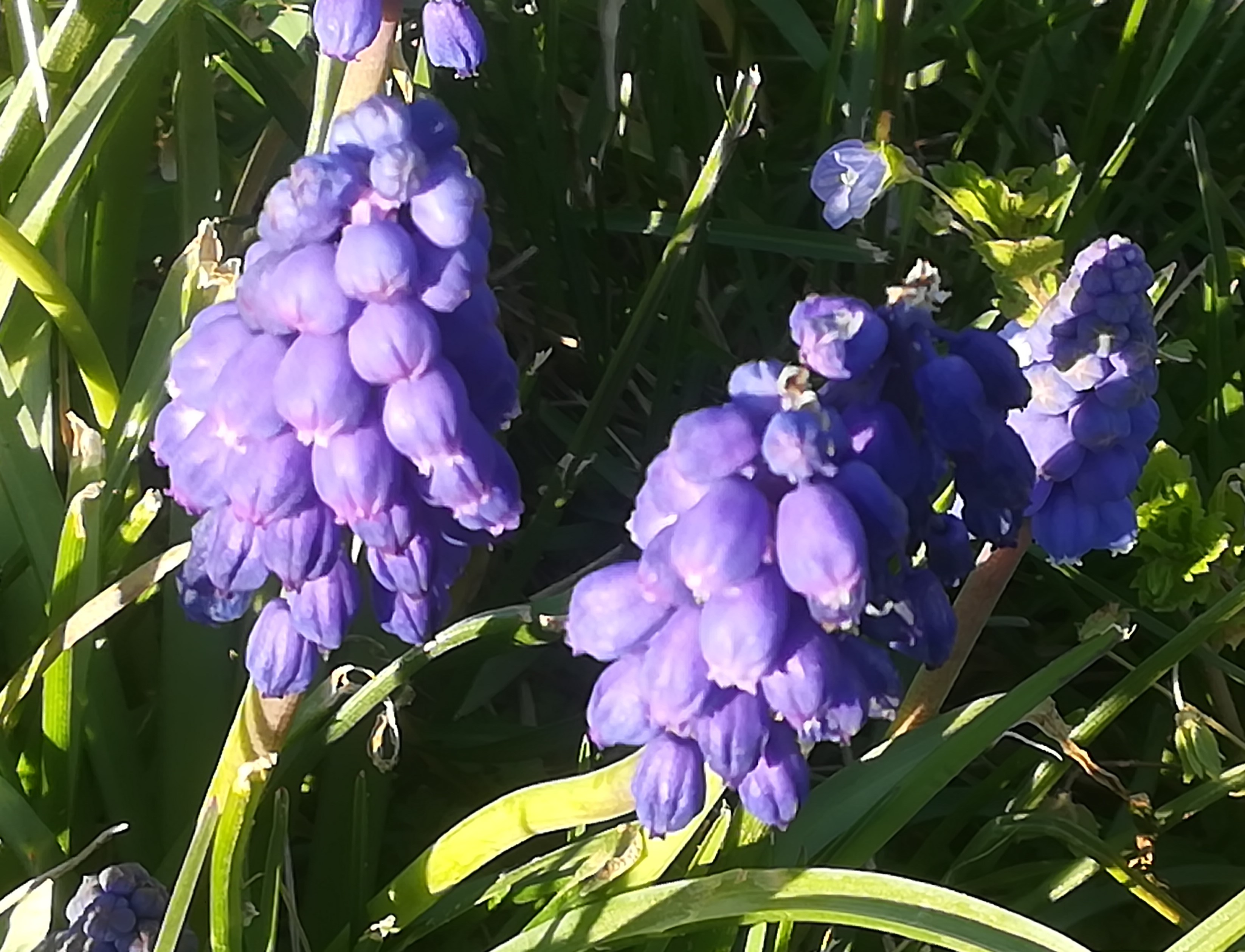 Annexe IMG_20200401.jpg