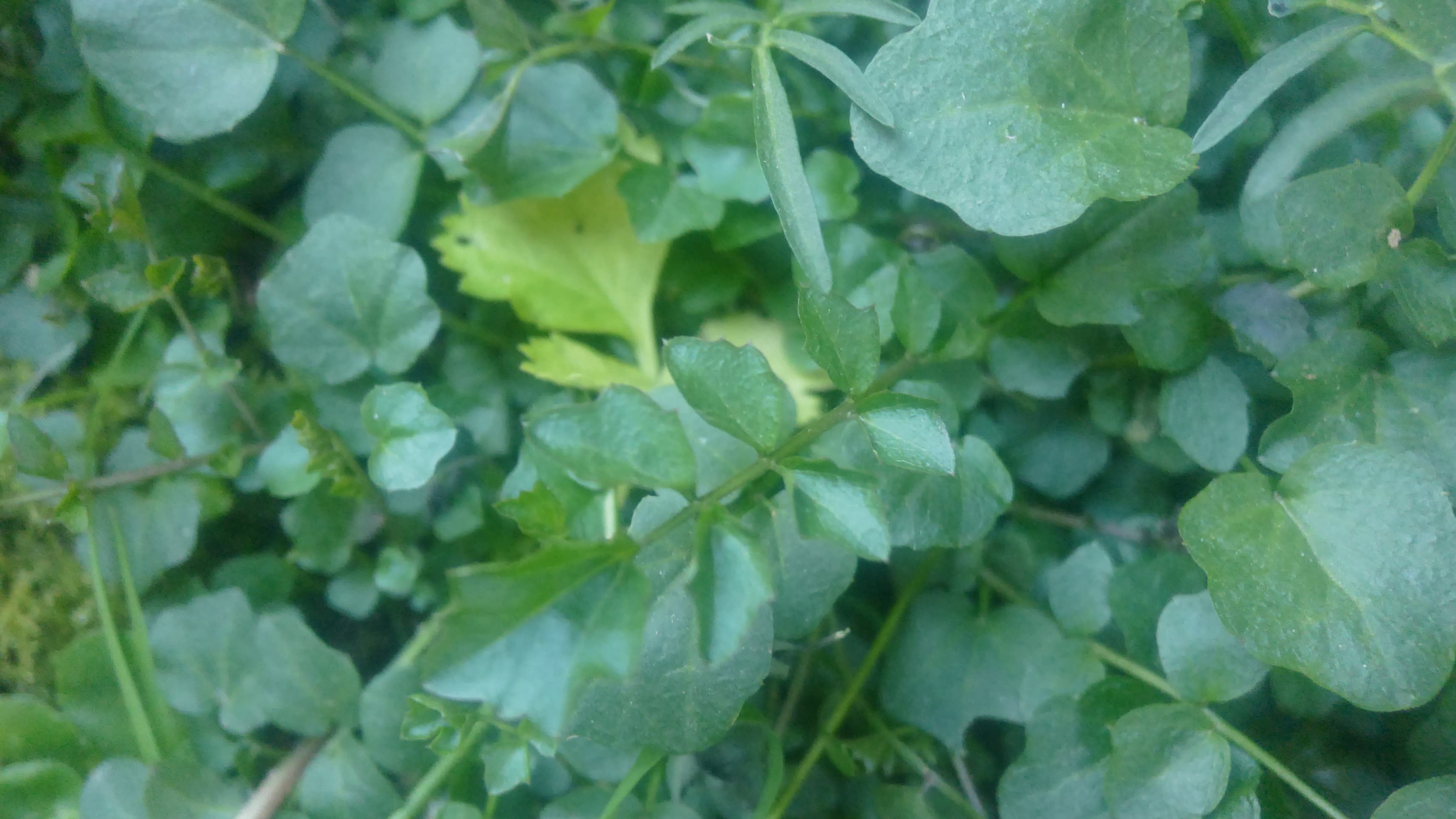 Annexe 91288521_207855220474960_1390044613204508672_n(1).jpg