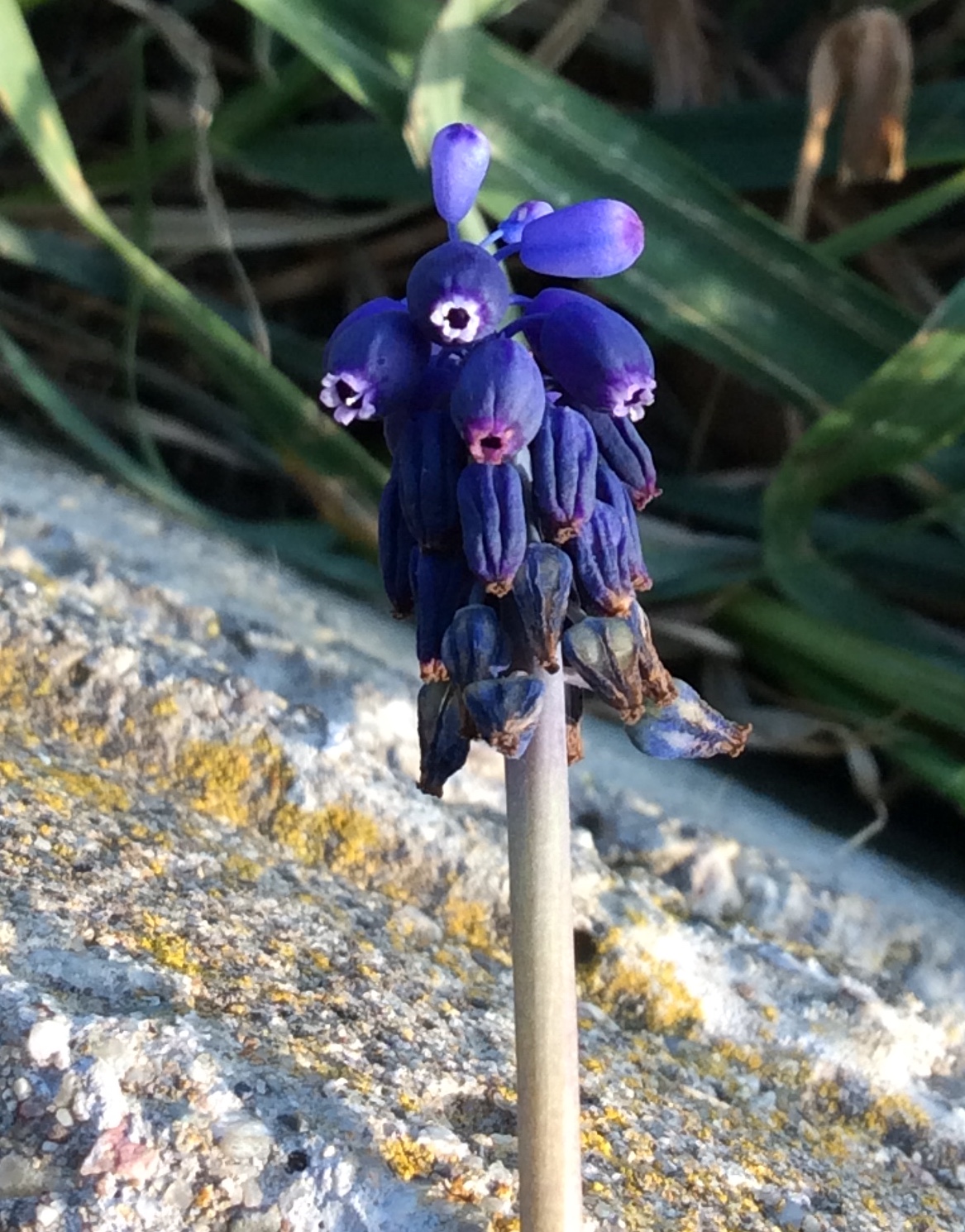 Annexe Inflorescence .jpeg