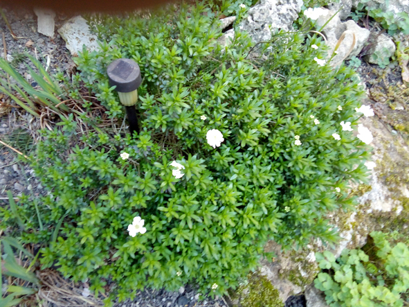 Annexe IMG_20200401_1 sur site.jpg