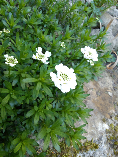 Annexe IMG_20200401_2 plus près.jpg