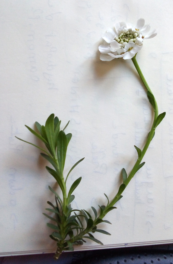 Annexe IMG_20200401_3 fleur.jpg