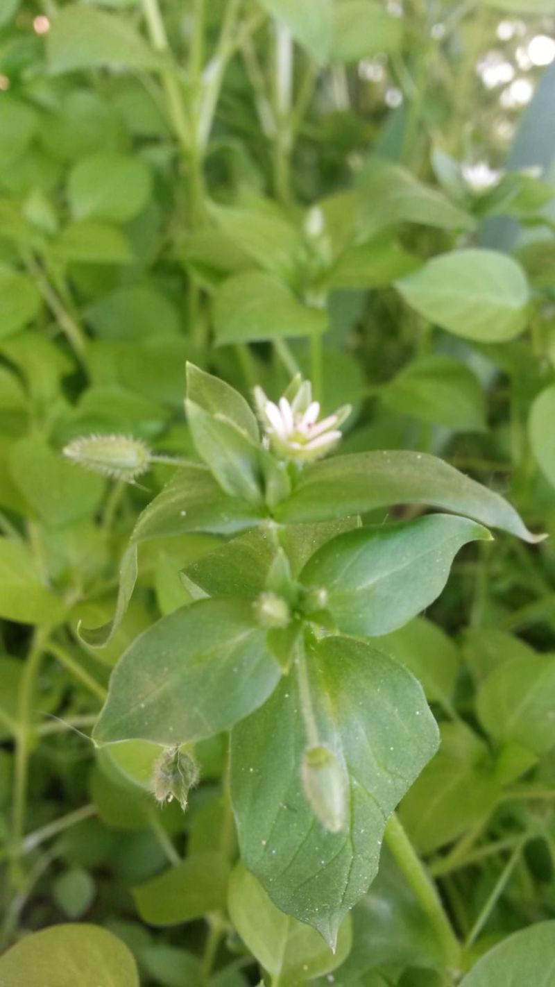 Annexe PHOTO-2020-04-01-18-51-40.jpg