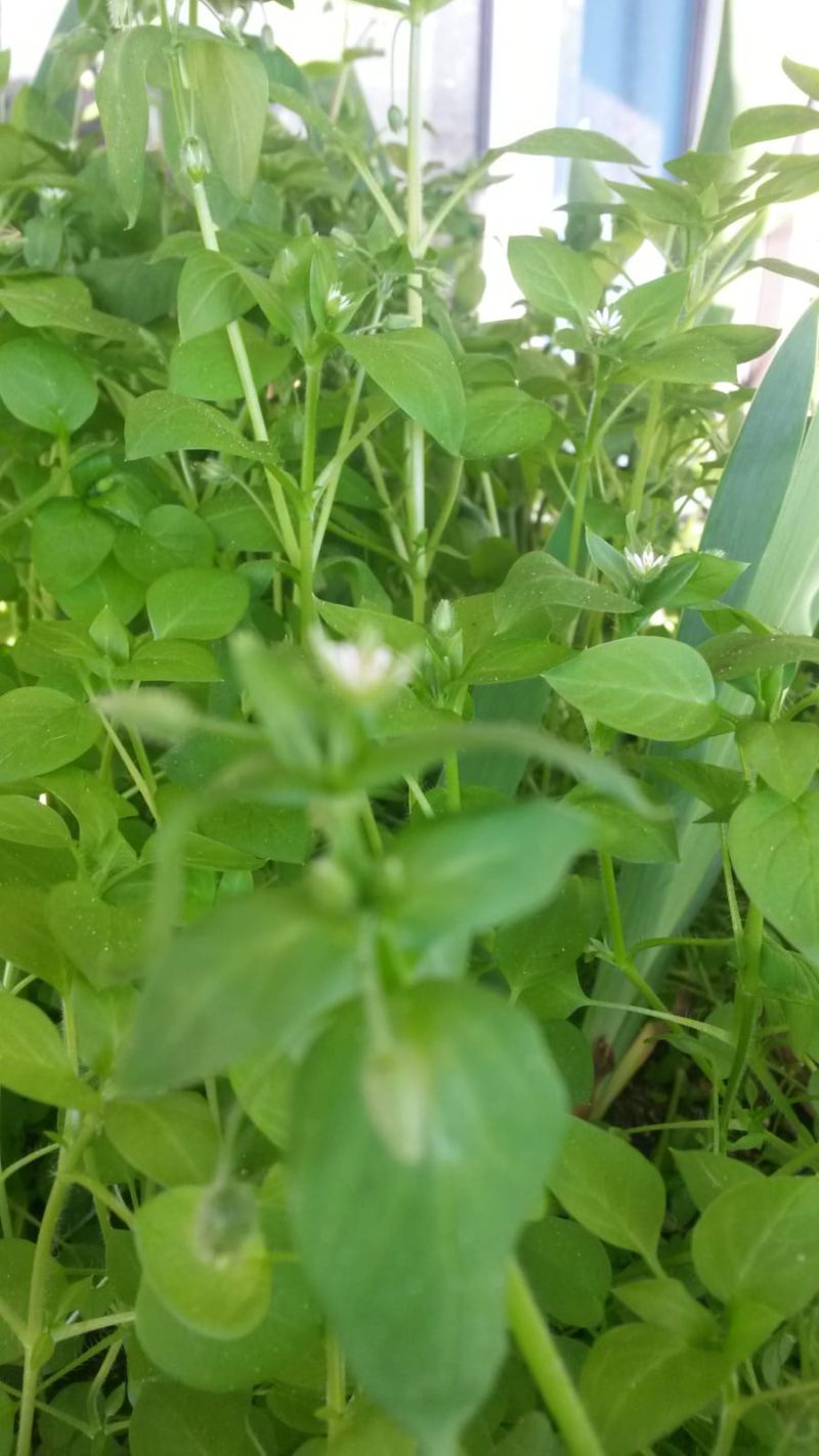 Annexe PHOTO-2020-04-01-18-51-44.jpg