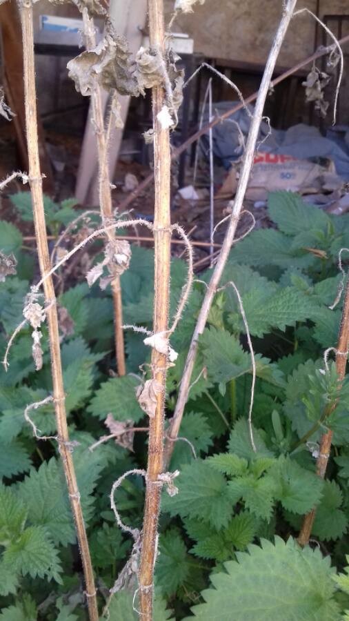 Annexe img_002287711O.jpg