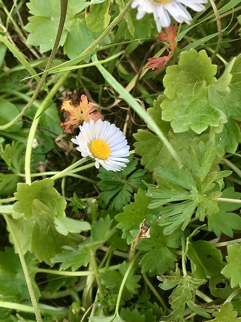 Annexe ADC6CAF4-D557-4B82-8FCC-D715DDAFF5C9.jpeg