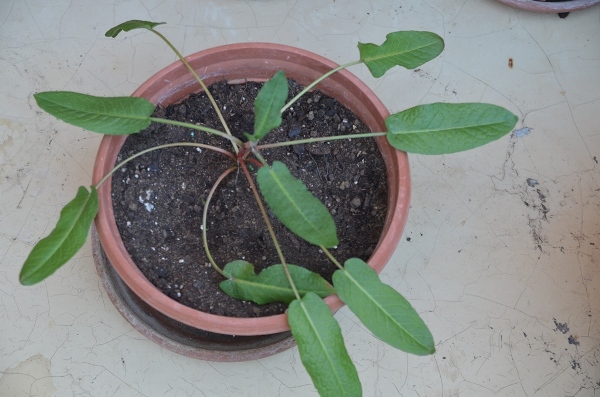 Annexe DSC_5568 redimensionnée.JPG