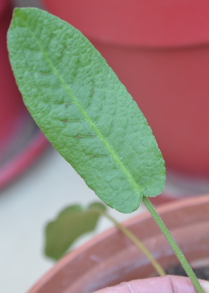 Annexe DSC_5569 redimensionnée.JPG