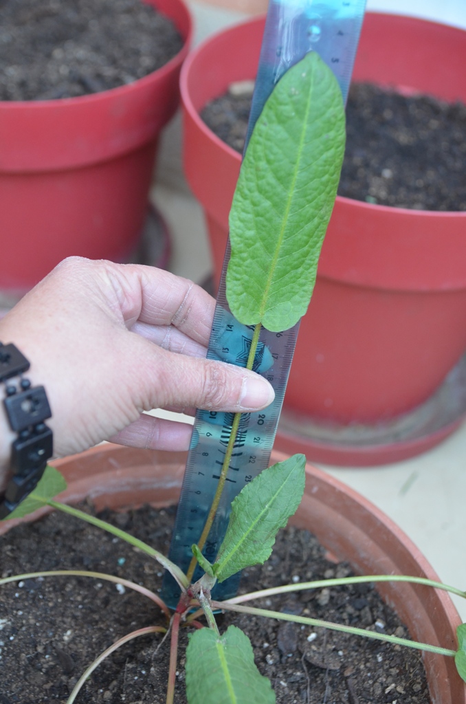 Annexe DSC_5571 redimensionnée.JPG