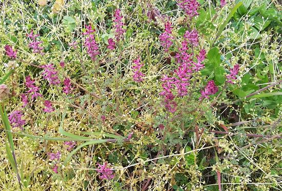 Annexe fumeterre 1.JPG