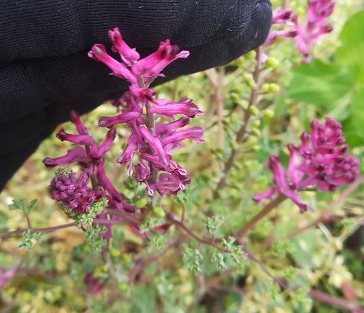 Annexe fumeterre 2.JPG