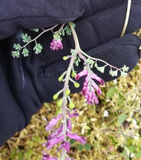 Annexe fumeterre 3.JPG