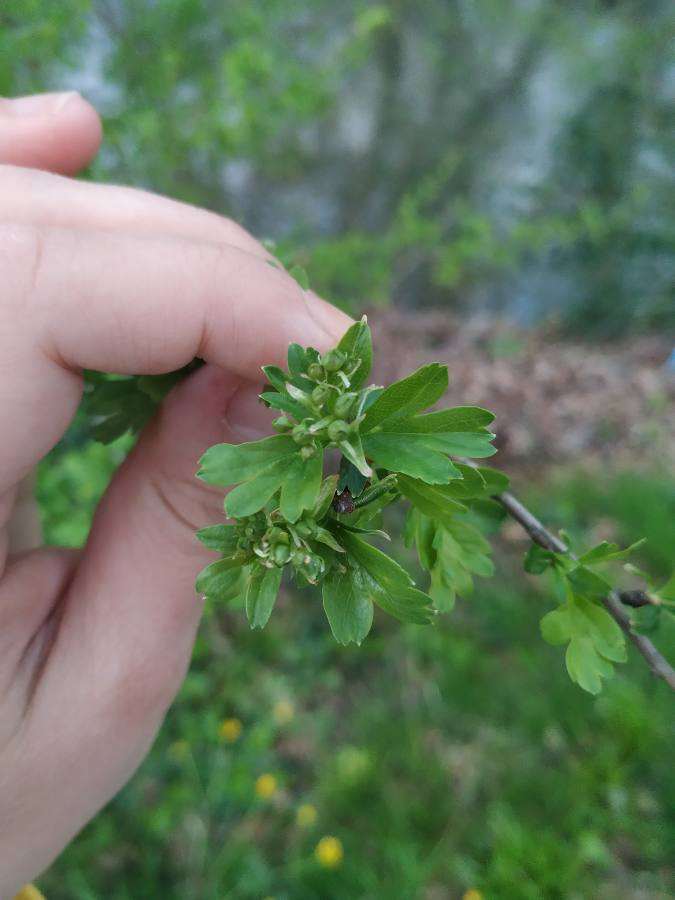 Annexe 1585768696166.JPEG