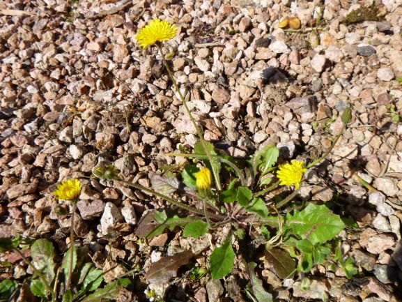 Annexe vue densemble.JPG