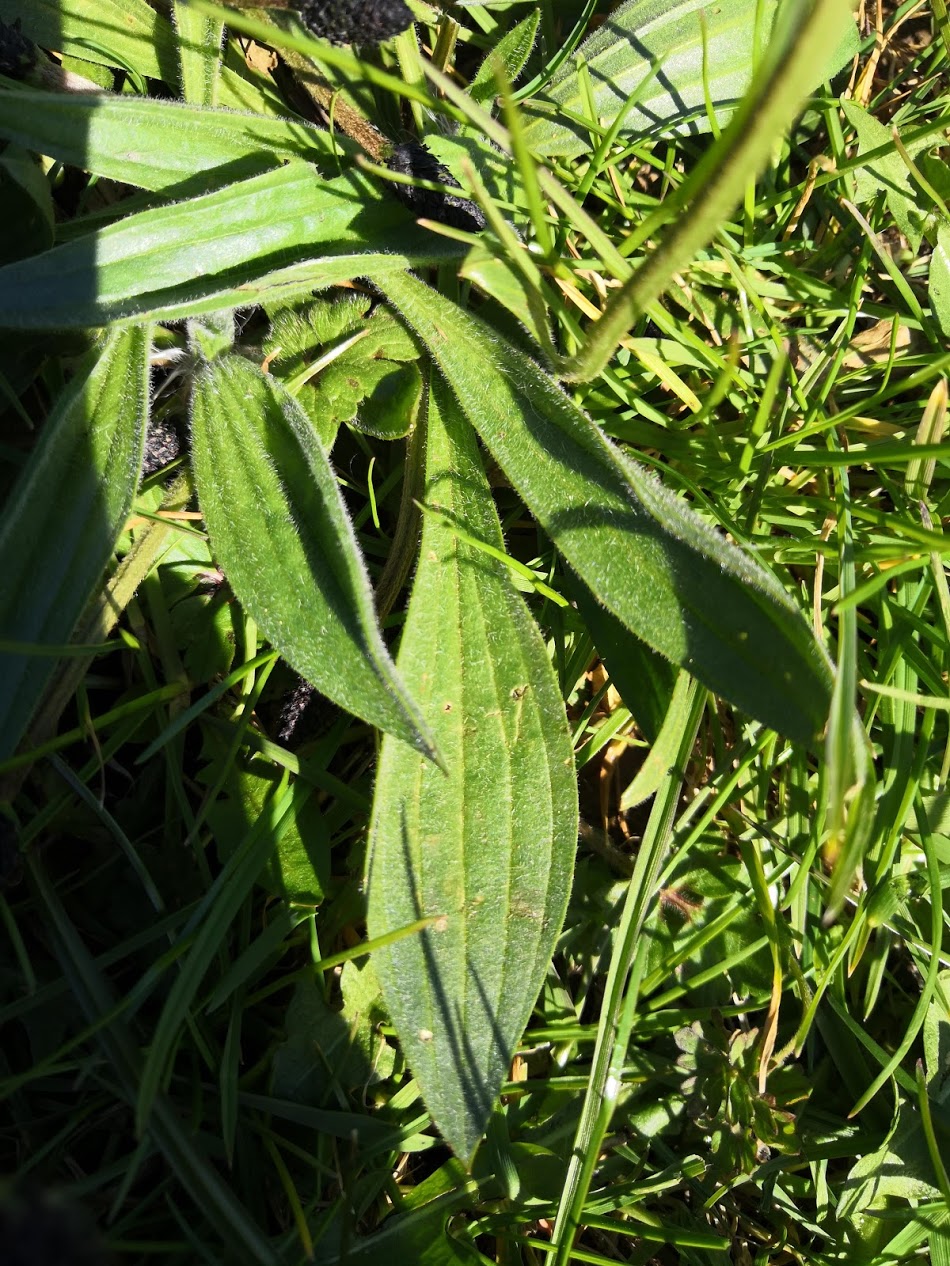 Annexe IMG_20200401_120602.jpg