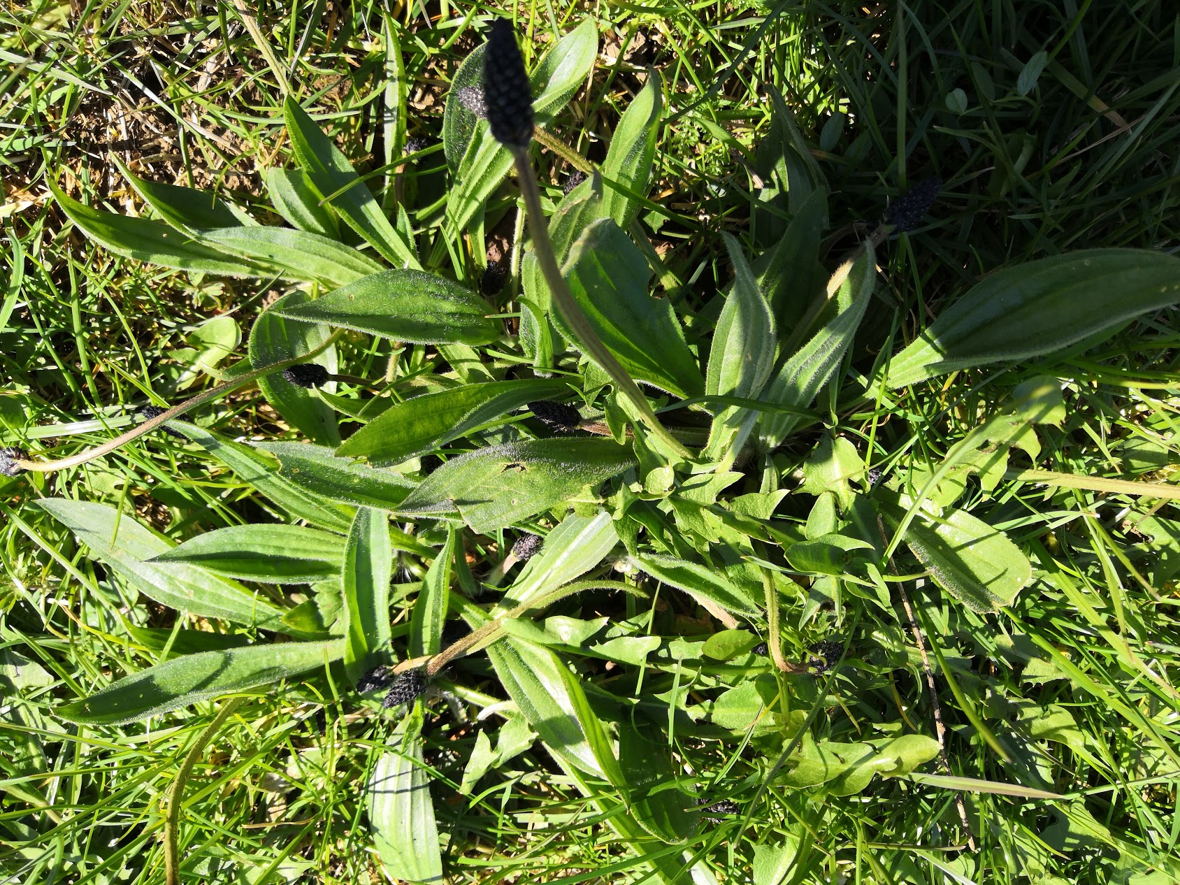 Annexe IMG_20200401_120750.jpg