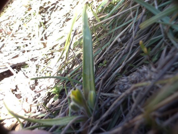 Annexe tela_botanica2.JPG