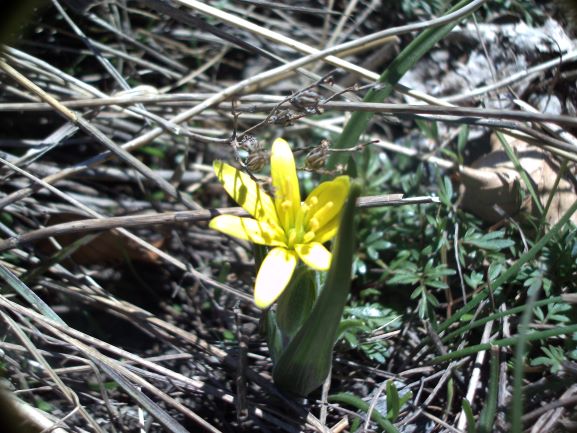 Annexe tela_botanica3.JPG