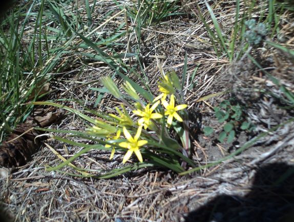 Annexe tela_botanica4.JPG